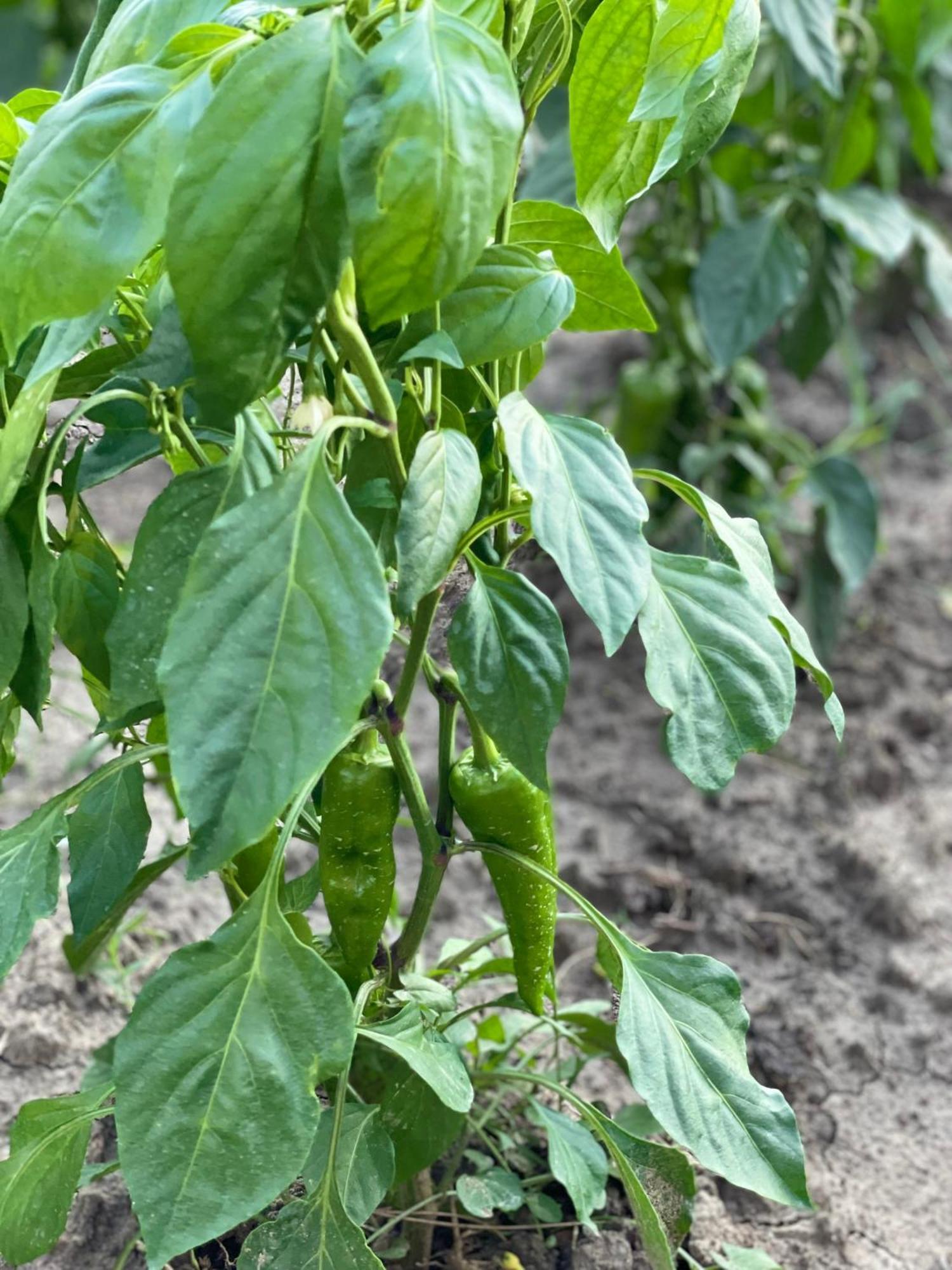 מלון פייר Agroturizem Eldi מראה חיצוני תמונה